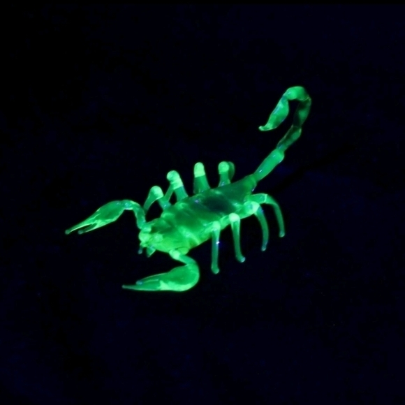 Glowing Green Scorpion Reptile Decor